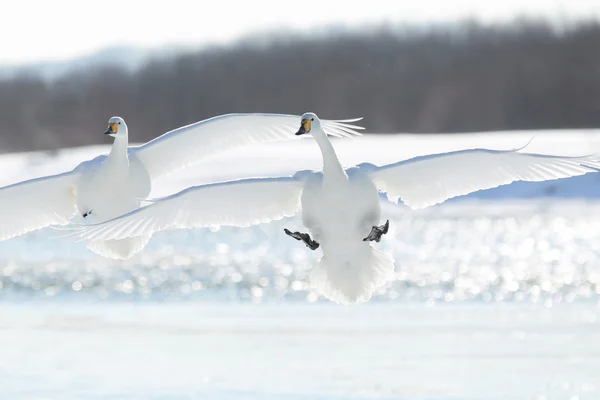 Swan w zimie hokkaido — Zdjęcie stockowe
