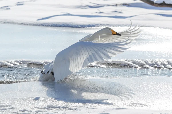 Swan w zimie hokkaido — Zdjęcie stockowe