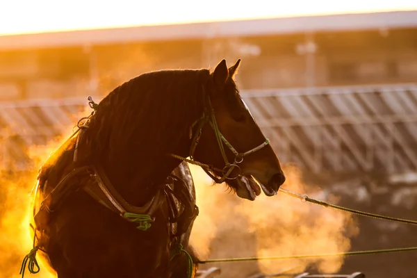 horse training in winter morning