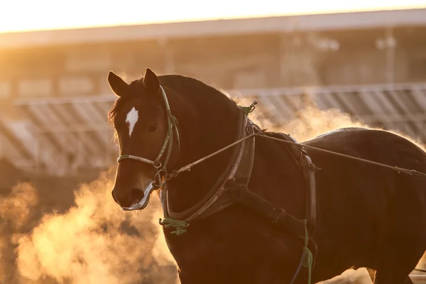 Entrenamiento de caballos en invierno por la mañana —  Fotos de Stock