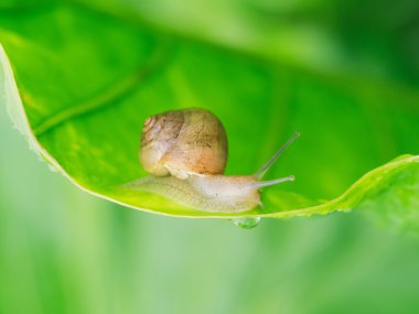 Yeşil yapraklı salyangoz