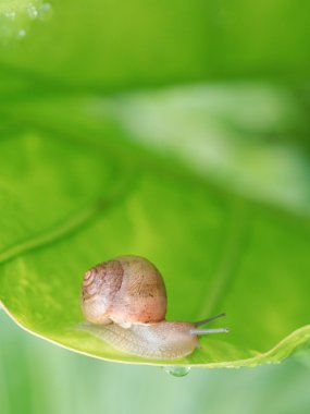 Yeşil yapraklı salyangoz