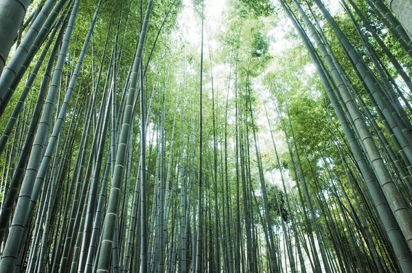 Бамбуковый лес в Японии — стоковое фото