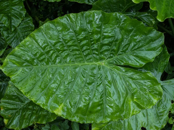 Herbe sauvage en été — Photo