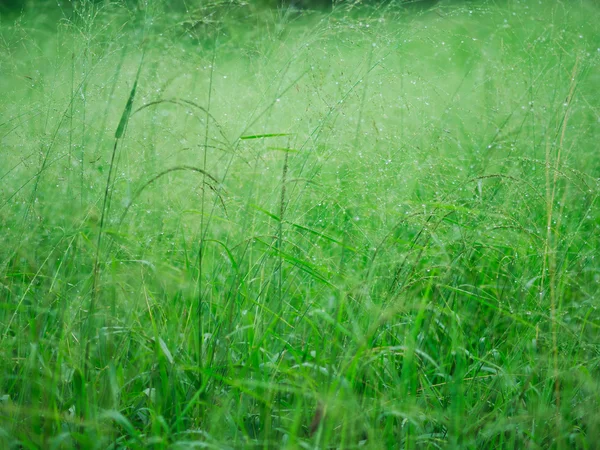 Wildes Gras im Sommer — Stockfoto