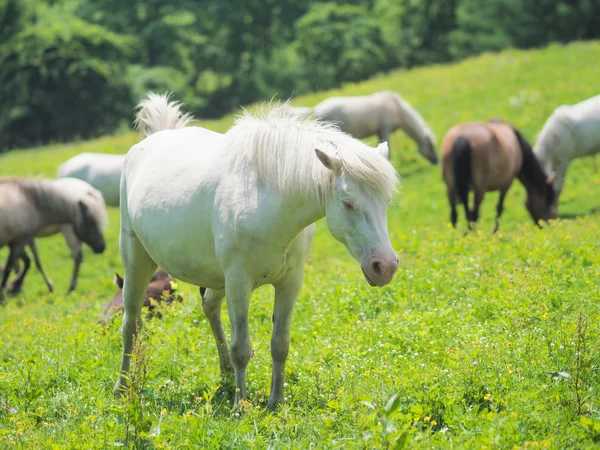 Caballo blanco en la naturaleza —  Fotos de Stock