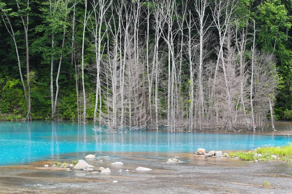 Blue pond in hokkaido — Stock Photo, Image