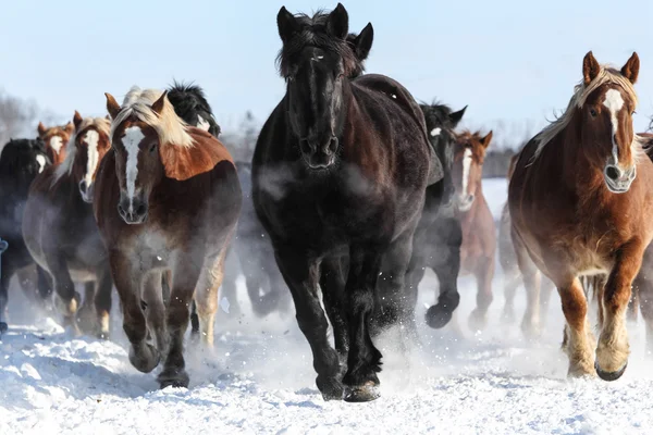 Бігові коні взимку японія — стокове фото