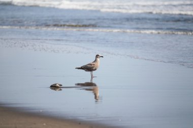 Martı ve Japonya'da deniz