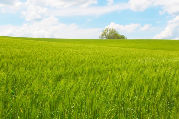 Paisaje hokkaido en primavera — Foto de Stock