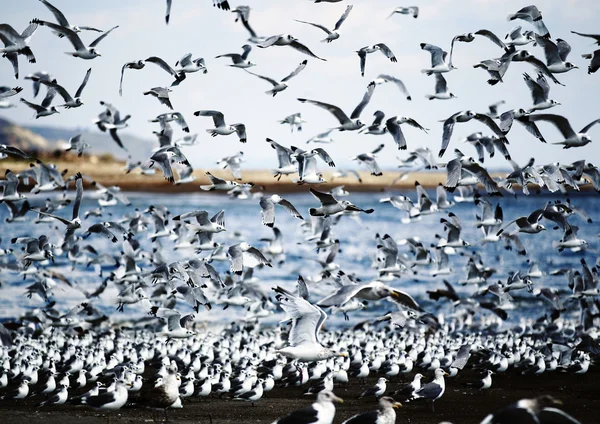 Population de mouettes au Japon — Photo