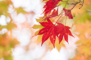 Japonya'da sonbahar yaprakları