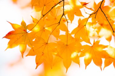 Japonya'da sonbahar yaprakları