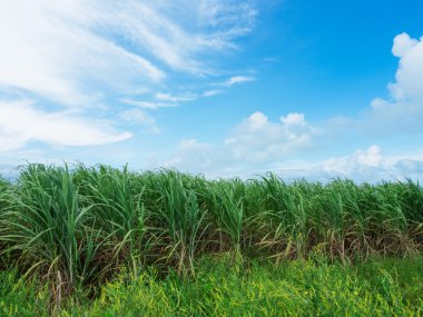 okinawa alanında şeker kamışı