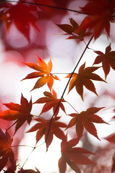 Autumn leaves in japan — Stock Photo, Image