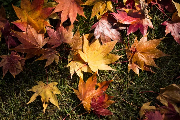 Herbstblätter in Japan — Stockfoto