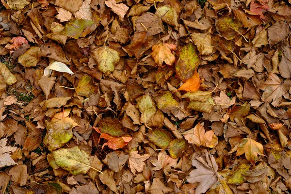 Folhas Mortas Chão Outono — Fotografia de Stock