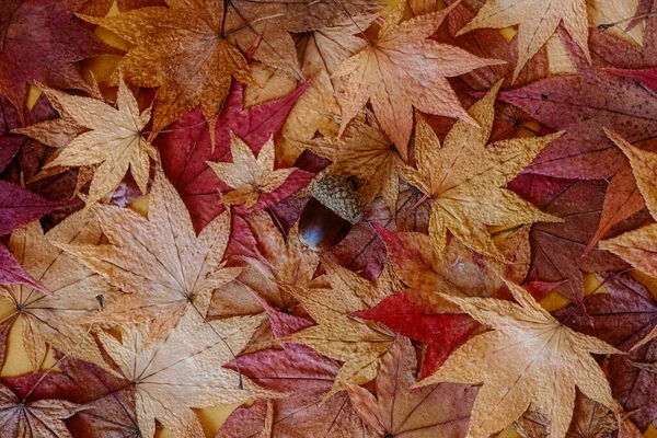 秋の紅葉の様子 — ストック写真
