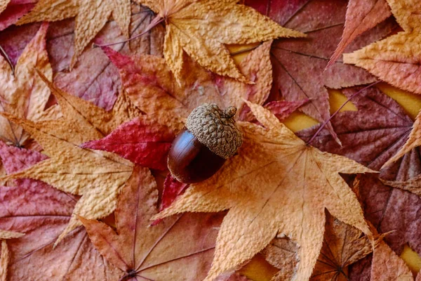 秋叶上的橡子 — 图库照片