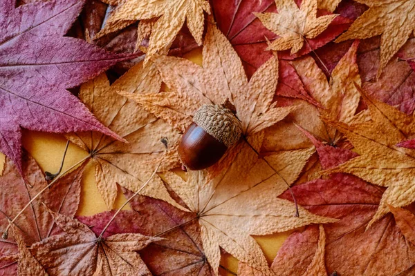 Acorns Autumn Leaves — Stock Photo, Image