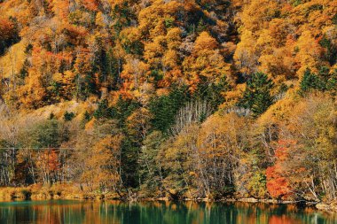 Dağda sonbahar yaprakları