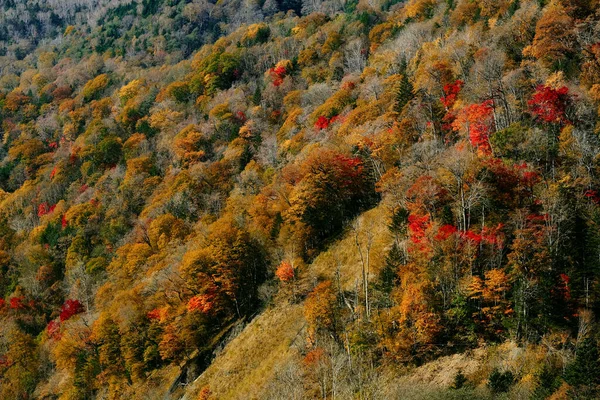 Feuilles Automne Sur Pente Montagne — Photo