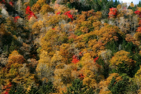 Hojas Otoño Ladera Montaña —  Fotos de Stock