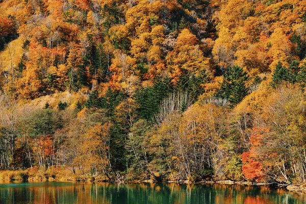 Dağda sonbahar yaprakları