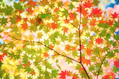 Sonbaharın başlarında sonbahar yaprakları