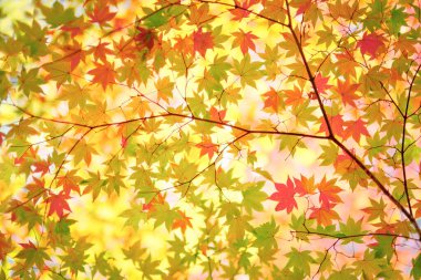 Sonbaharın başlarında sonbahar yaprakları