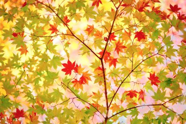 Sonbaharın başlarında sonbahar yaprakları