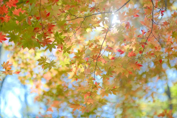 Autumn Leaves Early Autumn — Stock Photo, Image