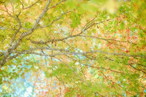 Herfst Bladeren Het Vroege Najaar — Stockfoto
