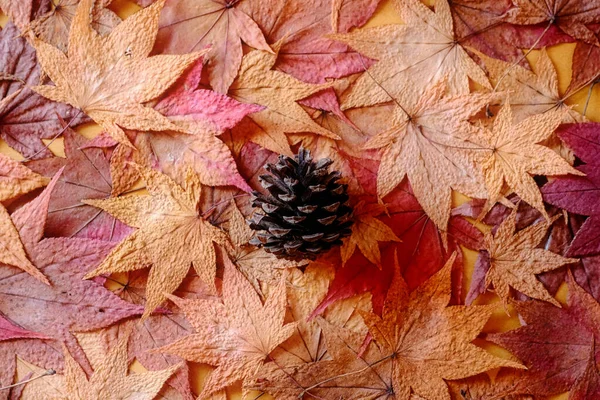 Pinecone Folha Bordo Outono — Fotografia de Stock