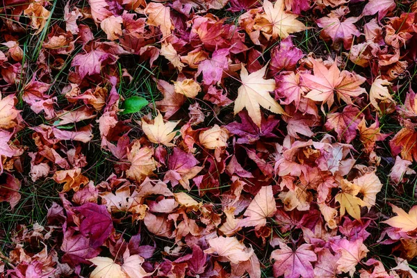 Folhas Caídas Outono Hokkaido — Fotografia de Stock