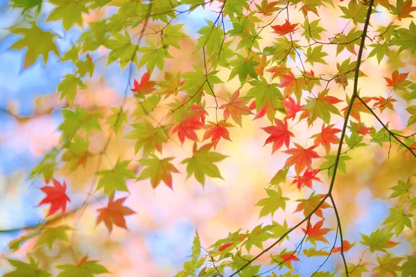 Hojas Otoño Principios Otoño — Foto de Stock