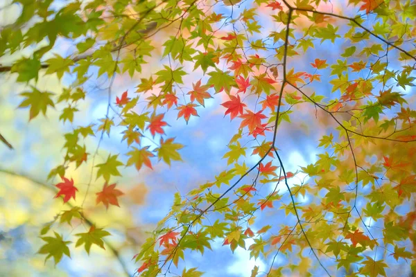 Осіннє Листя Початку Осені — стокове фото