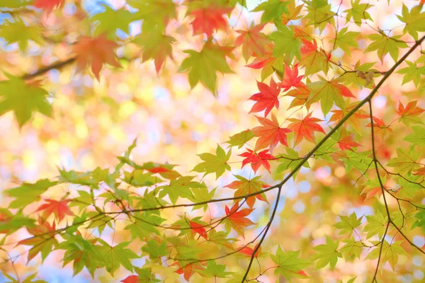 Осіннє Листя Початку Осені — стокове фото
