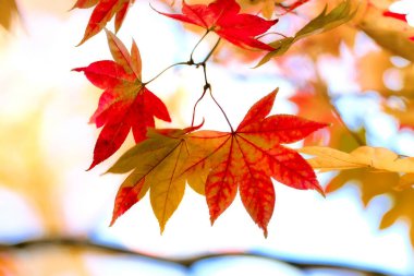 Hokkaido japan 'da sonbahar yaprakları