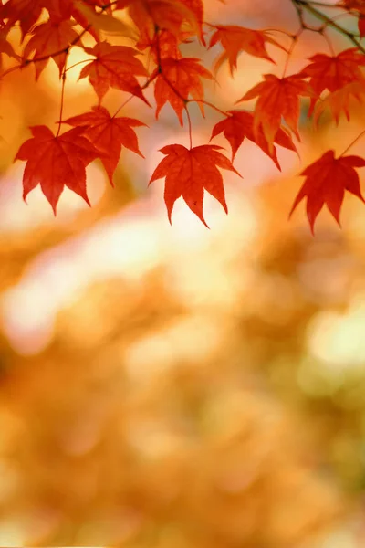 Осенние Листья Японии Хоккайдо — стоковое фото