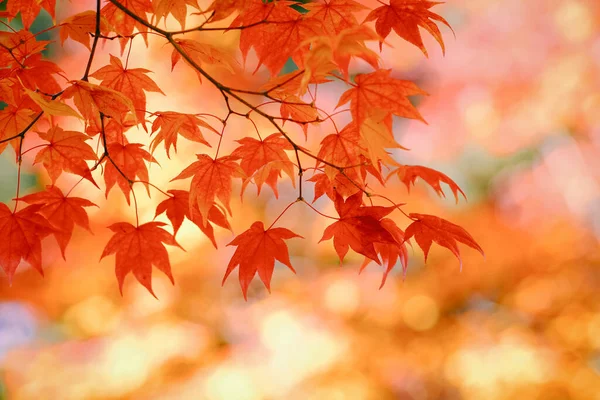 Herbst Blätter Hokkaido Japan — Stockfoto