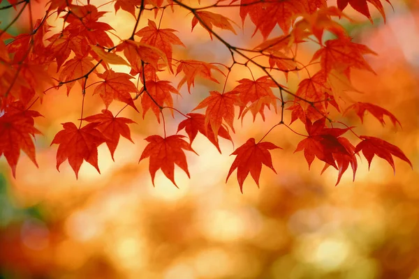 Hojas Otoño Hokkaido Japón — Foto de Stock