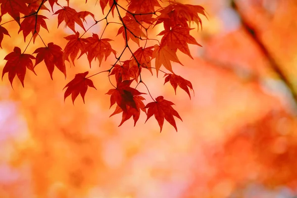 Feuilles Automne Japon Hokkaido — Photo