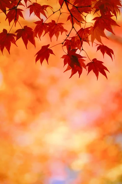 Foglie Autunnali Giappone Hokkaido — Foto Stock