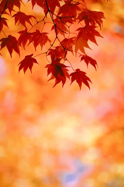 Hojas Otoño Hokkaido Japón — Foto de Stock