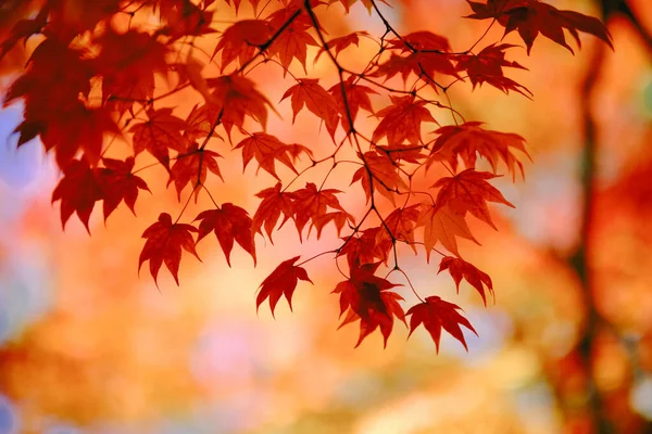 Jesienne Liście Hokkaido Japan — Zdjęcie stockowe