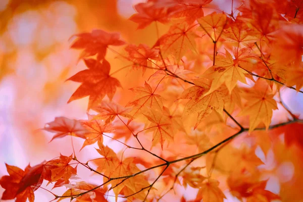 Herbst Blätter Hokkaido Japan — Stockfoto