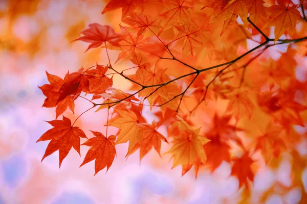 Őszi Levelek Hokkaido Japánban — Stock Fotó