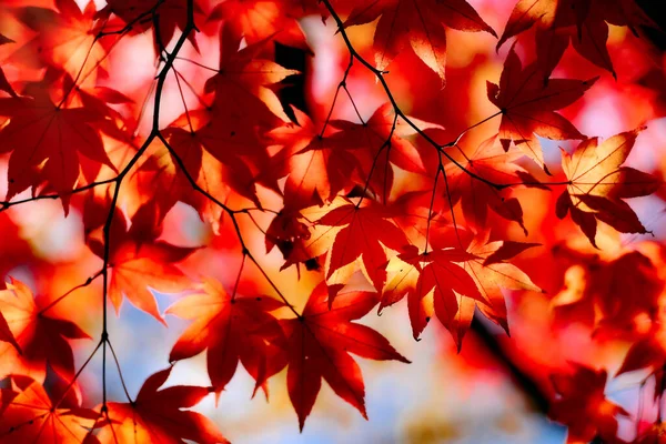 Hojas Otoño Hokkaido Japón — Foto de Stock