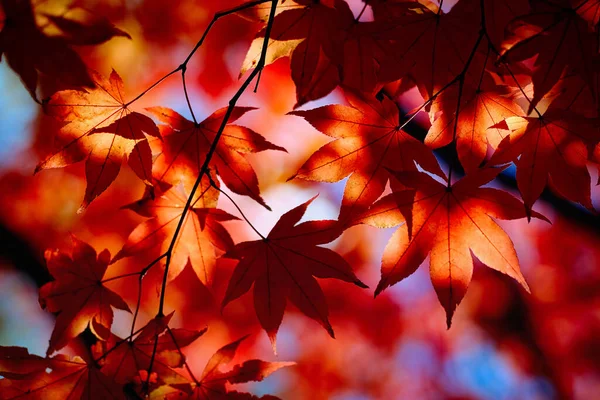 Foglie Autunnali Giappone Hokkaido — Foto Stock